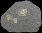 Dactylioceras Ammonite Cluster - Posidonia Shale #52916-1